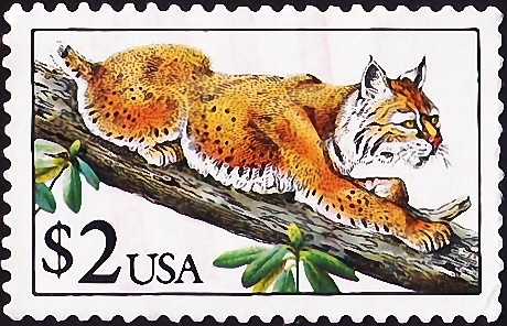  1990  .   (Lynx rufus) .  2,50 .